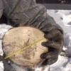Measuring a tree trunk's diameter.